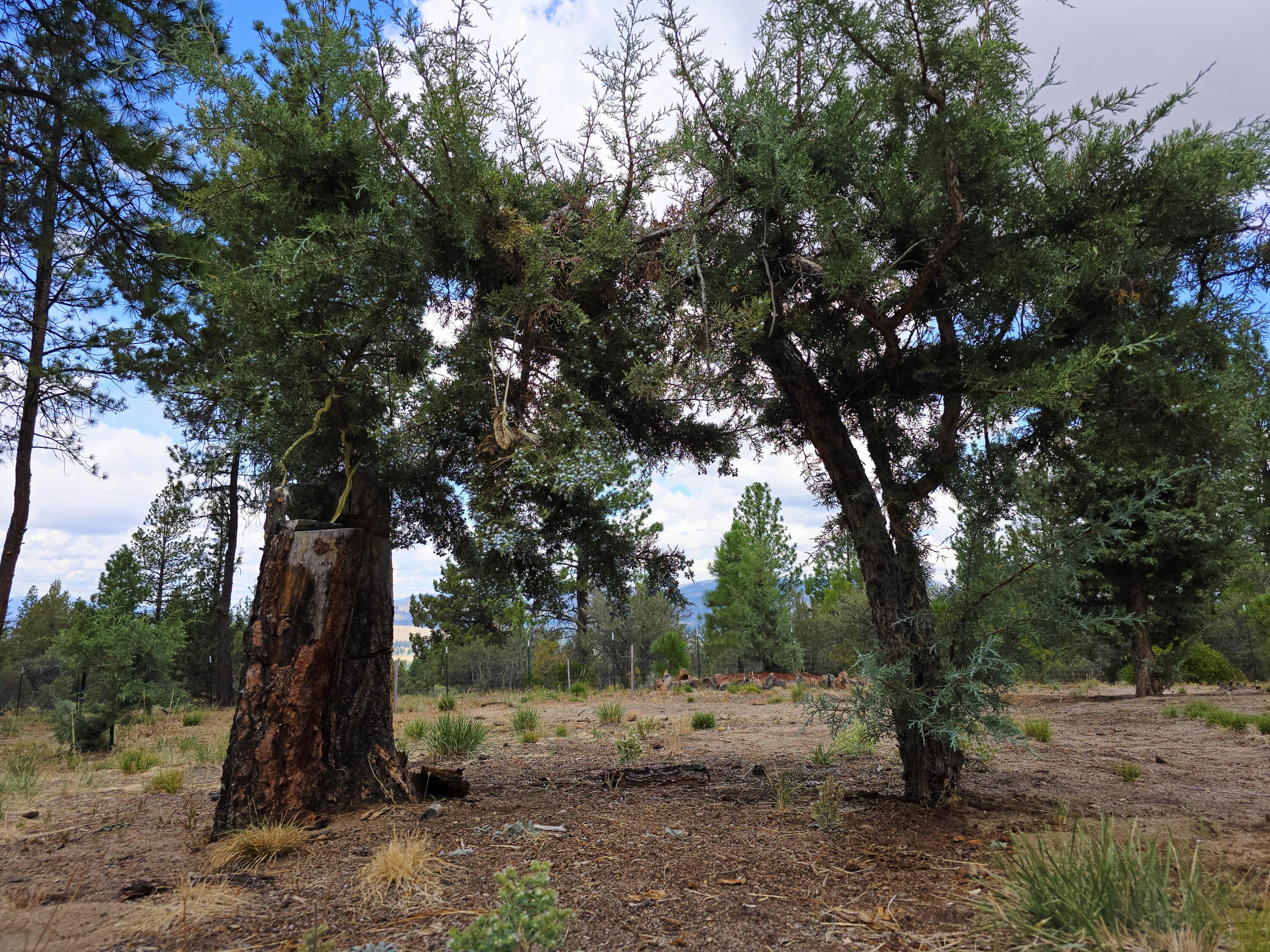 Ferguson Mountain Pines - Residential