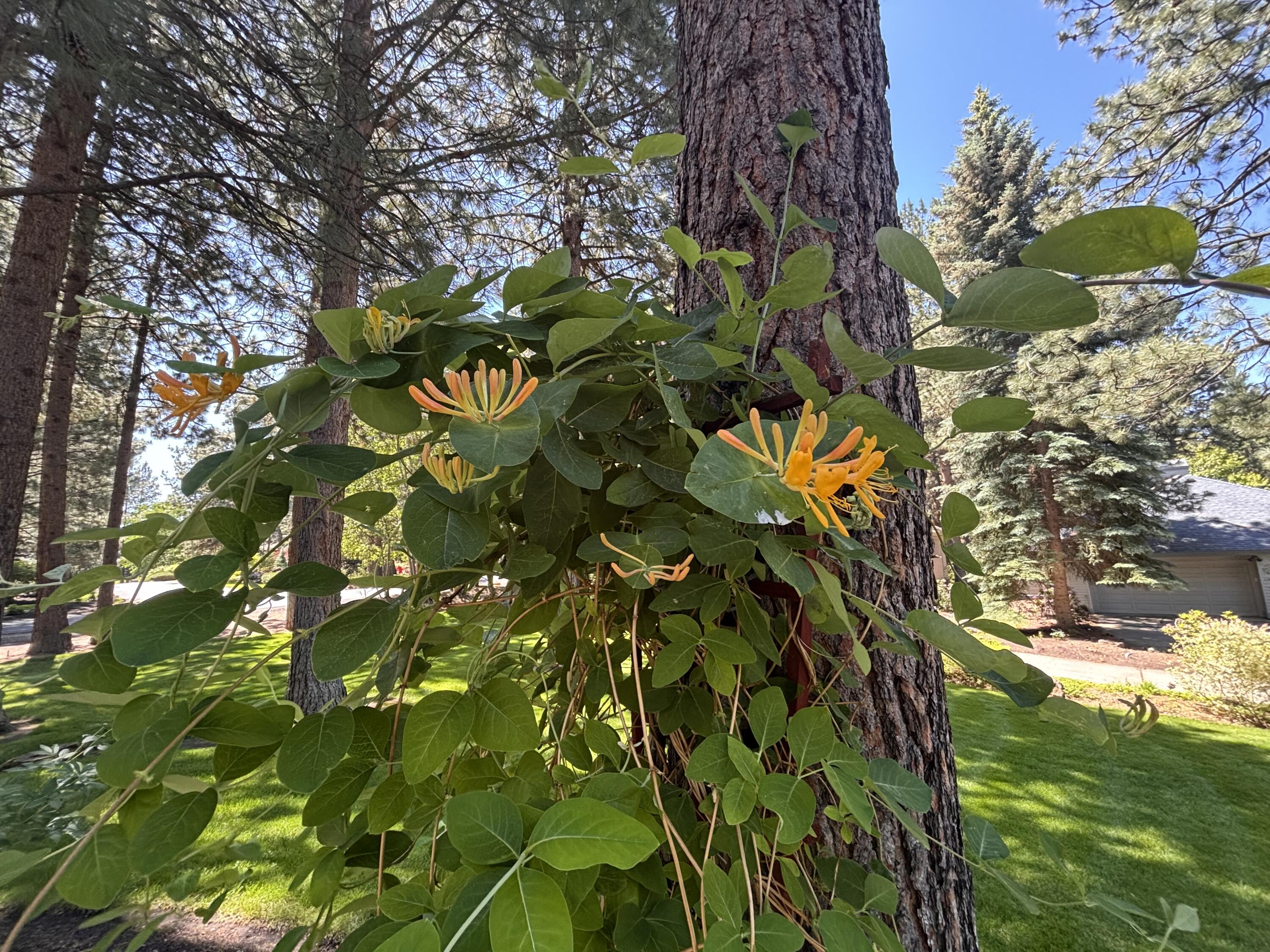 60730 Breckenridge Street