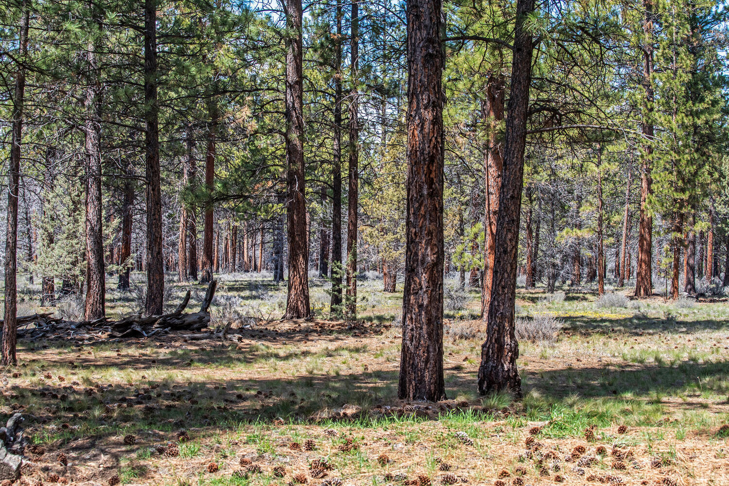 Sage Meadow - Residential
