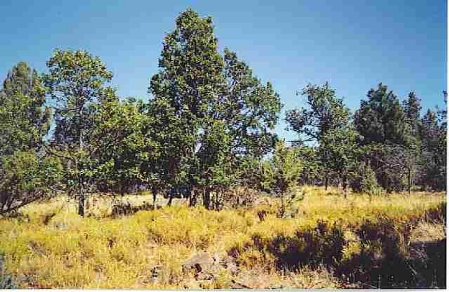 Remarkable Homesite Fariley Levle With Nice Trees And Mountain Views This Is An Ideal Place To Build Your Custom Home. Ccrs On File