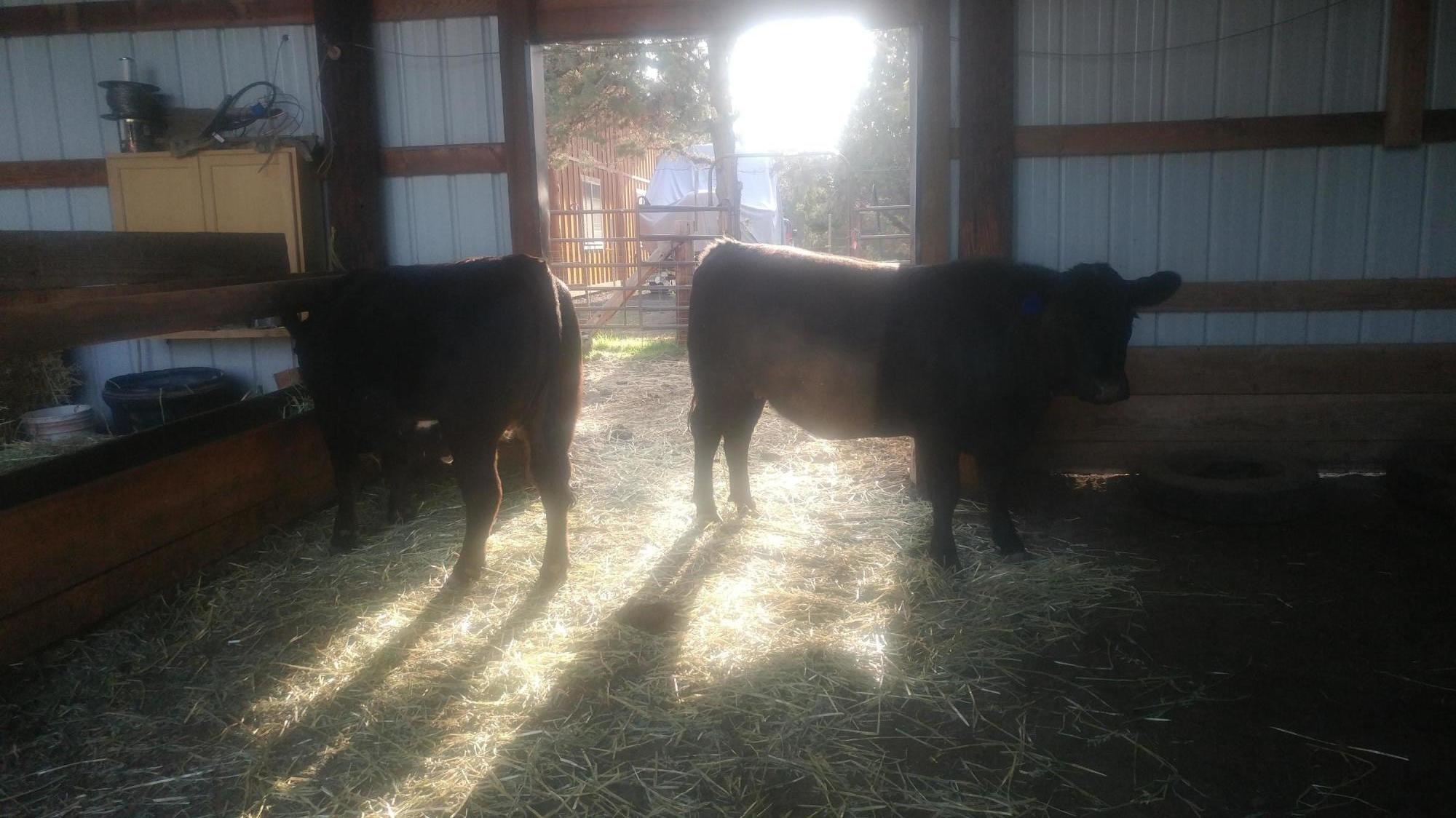 Horseshoe Acres - Residential