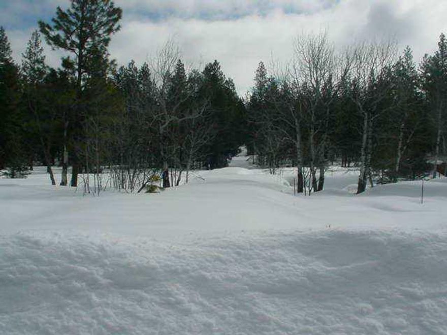 Boardered By Forest Service. Tree C0vered Parcel At End Of Road.
