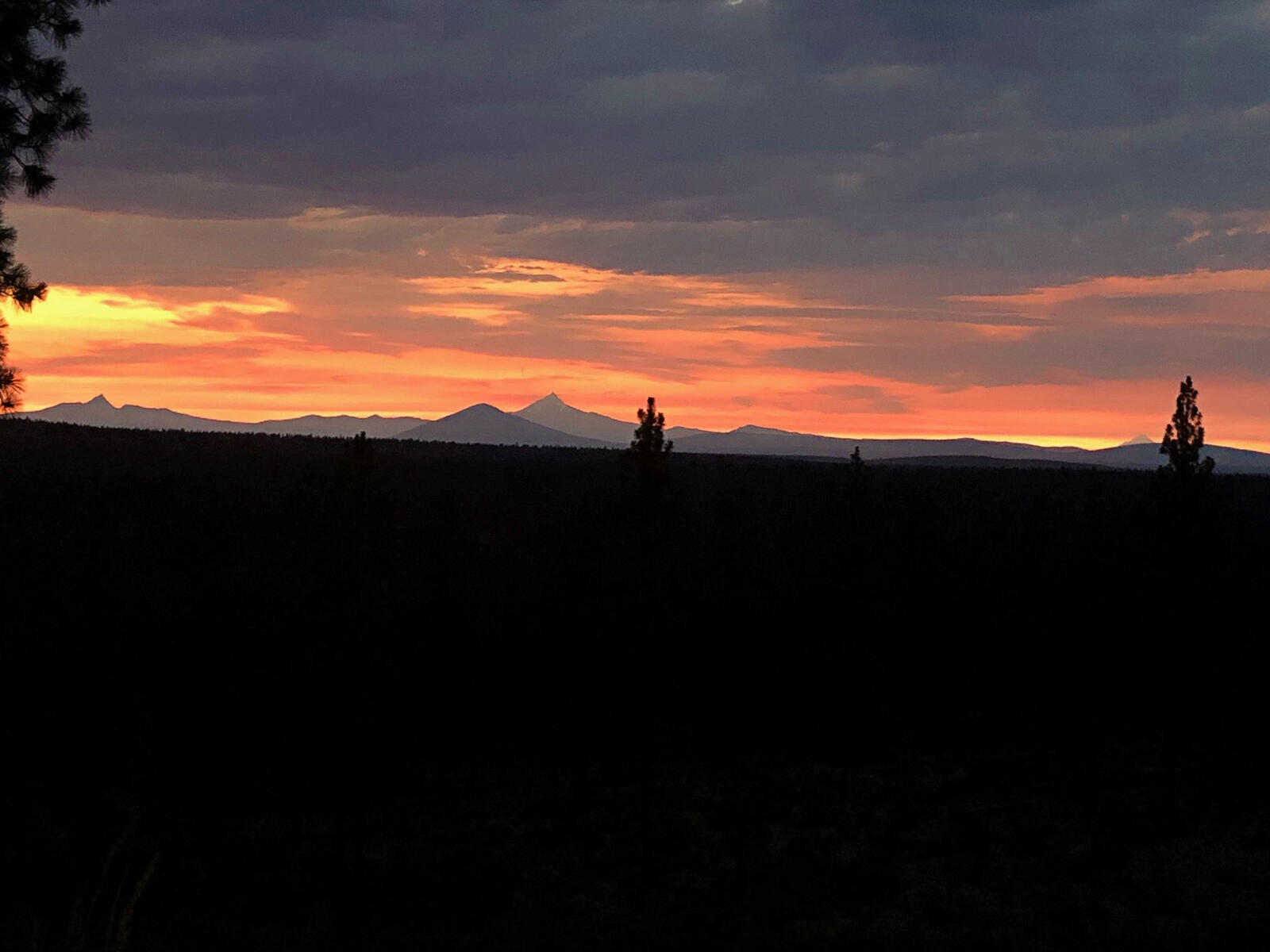 Tree Farm - Residential