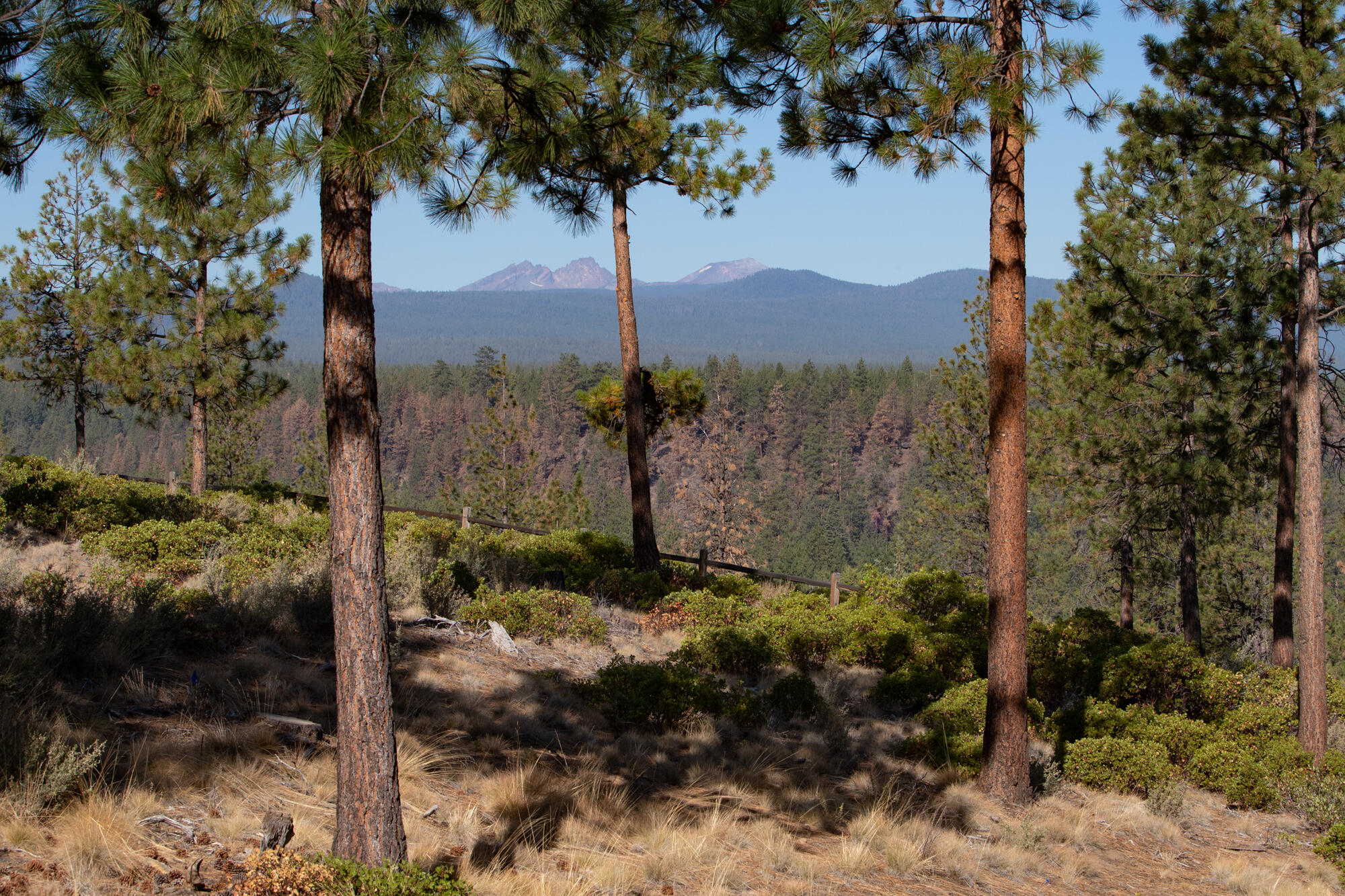Tree Farm - Residential