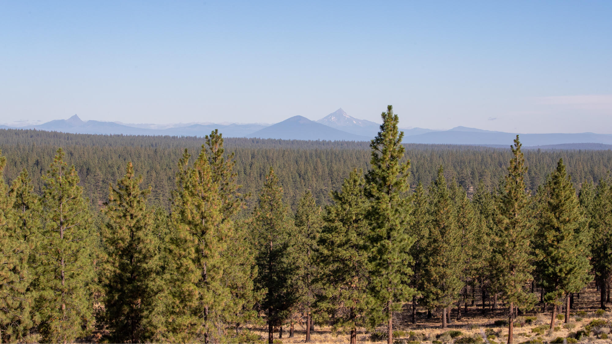 Tree Farm - Residential