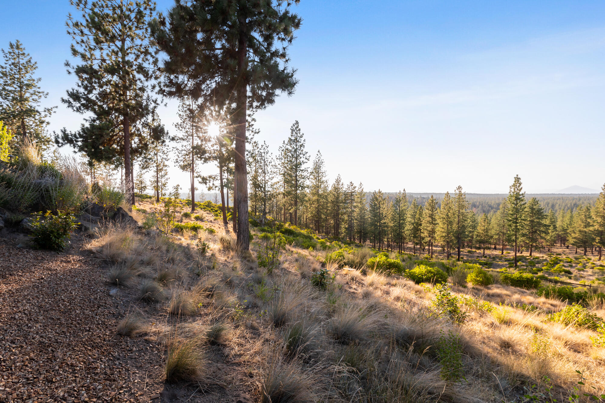 Tree Farm - Residential