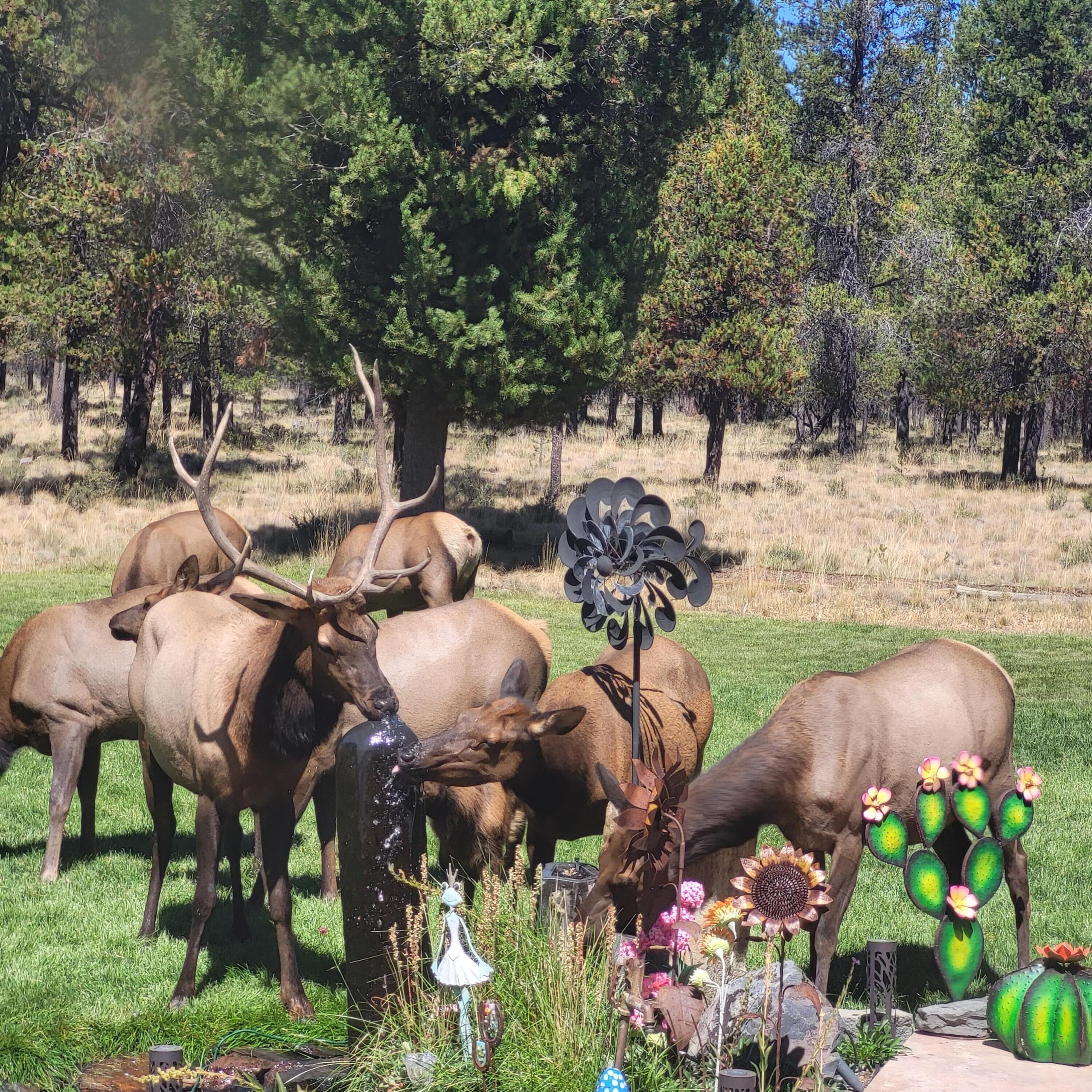 Pinewood Country Est - Residential