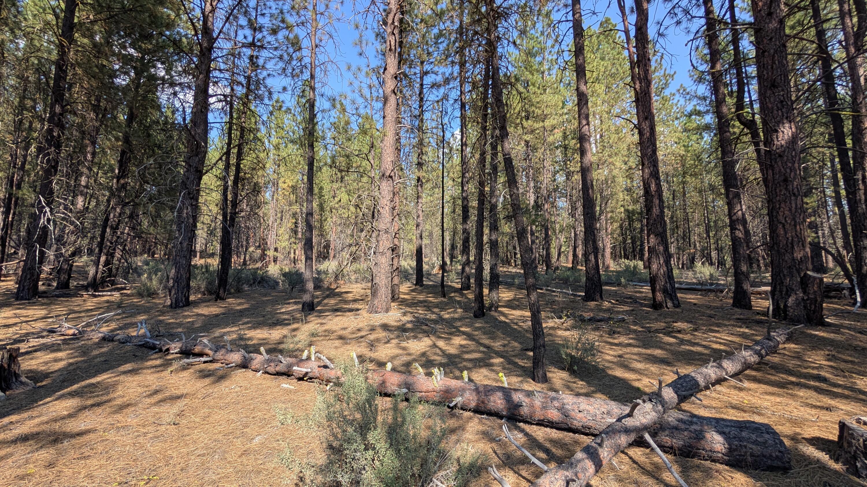 Sprague River Pines - Land