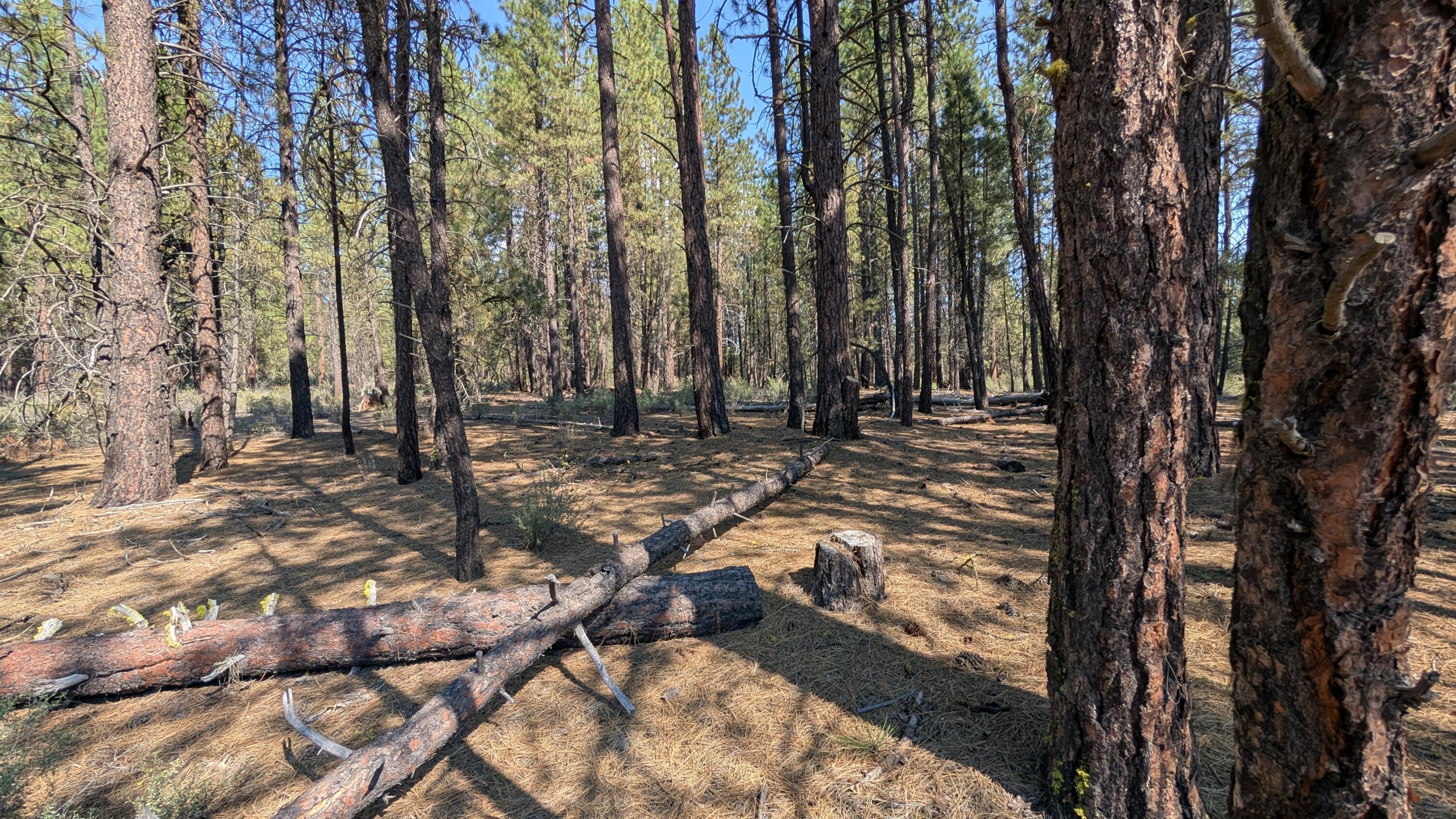 Sprague River Pines - Land