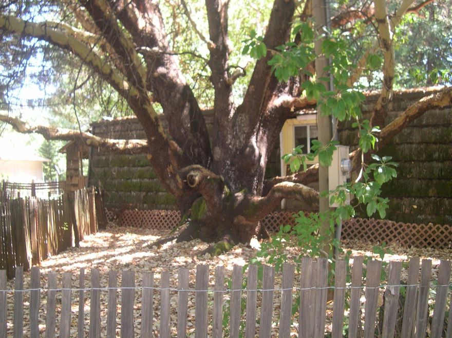 Nice 1974 single wide mobile home on a beautiful lot with .23 acres in Cave Junction. One bedroom, 1 bath, 588 sq. ft. Huge Madrone tree in the front yard. Decks on two sides of the home. Part of the home has been sided with cedar shakes as has the carport and a room behind carport. There is a newer 16 x 20 storage shed with wood floor and insulated walls. Has certified wood stove and a wall air conditioner. The siding under the cedar shakes is believed to be T-111. Roof was tarred a few years ago.