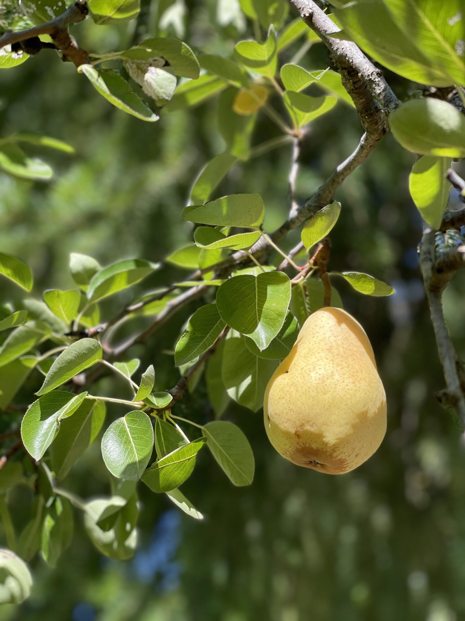 Roguewoods Estates Subdivision - Residential