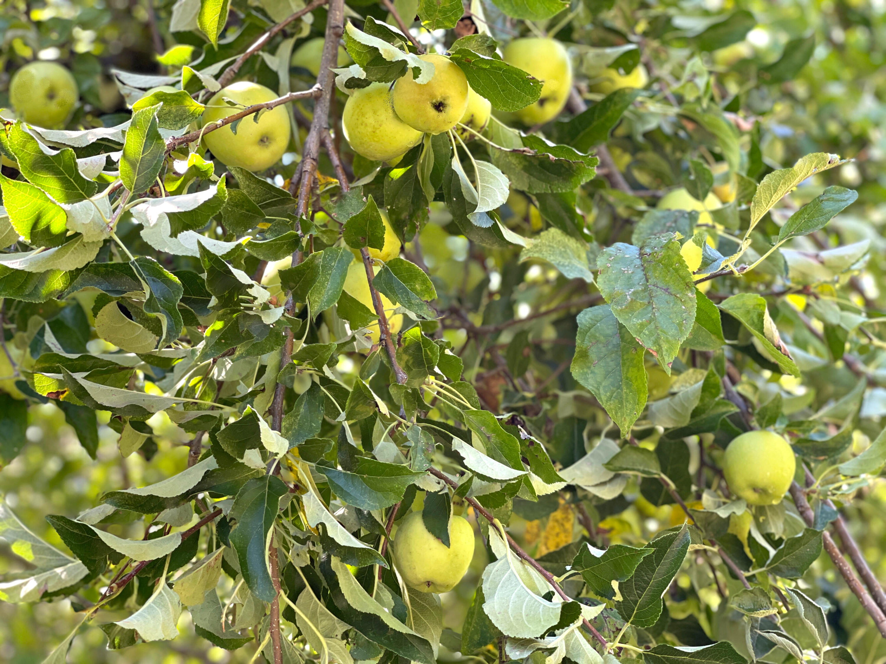 Roguewoods Estates Subdivision - Residential