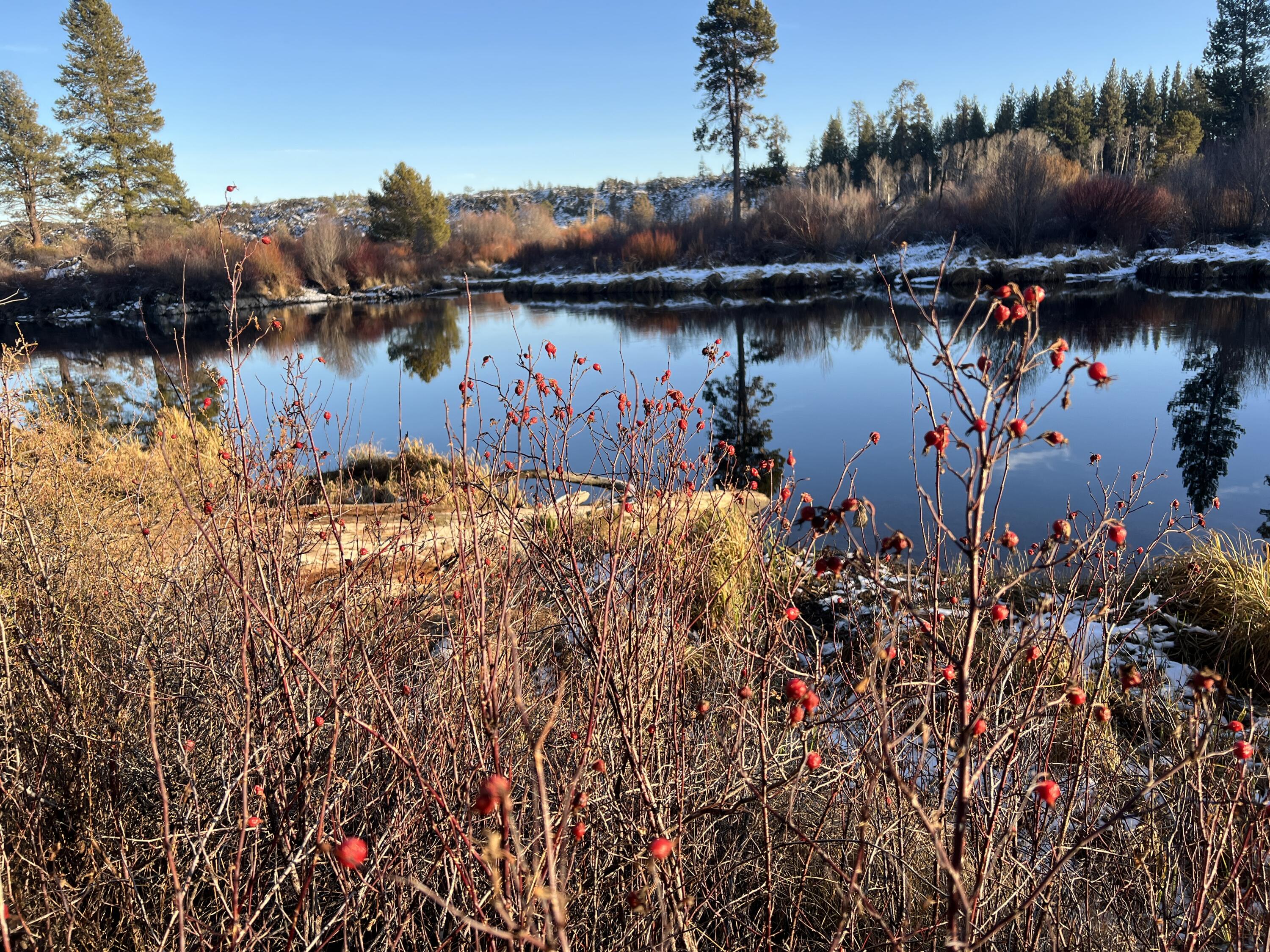 18575 SW Century Drive # 1233