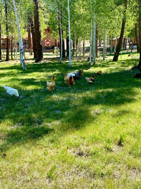 Klamath Forest Estates - Residential