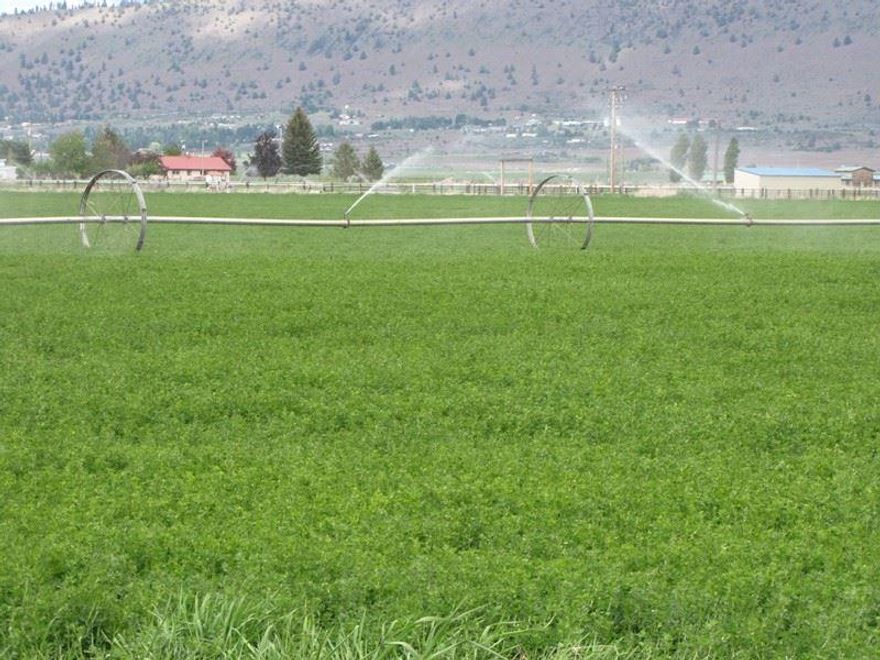 This Property Is Buildable As It Qualifies For lot Of Record Which Will Enable A New Owner To Build Their Residence On This Very Desirable Farm In The Henley School District With In Minutes Of Down Town. Excellent Productive Soils For Pasture And Hay. A Great Family Location For Horses And Farm Animals. Disclaimer: Information Contained On These Properties Is From Sources Deemed Reliable But Is Not Guaranteed By The Owners Or Summit Real Estate. Purchaser Shall Have The Sole Responsibility To Inspect The Property And Inform Themselves Of The True Condition Thereof. Purchaser Accepts This Responsibility Before Submitting Any Offer Or Executing Any Contract. This Offer Is Subject To Prior Sale Or Withdrawal By Owner Or Agent At Any Time. Livestock Capacity, Crop Production And Wildlife Amenities Are Estimates And Subject To Variation Depending Upon Management, Weather Conditions And Government Permits And Grazing Policie