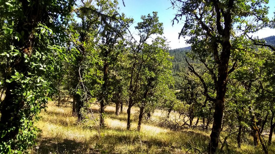 Come enjoy Country Living at its best! Nearly 7 acres surrounded by beautiful views of Mt McLaughlin and both Lower and Upper Table Rock. This property is a blank slate, bring your dream plans, plenty of room for it all! Property is zoned OSR (Open Space Reserve). Backups to BLM. Homesite approval has not been applied for through the County.
No well or septic. Buyer to do all their due diligence regarding use and available permits.