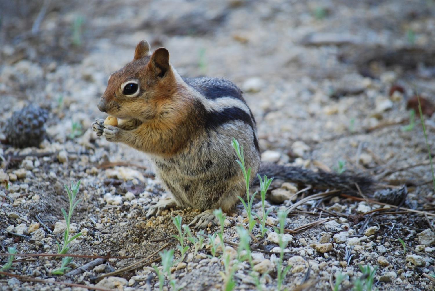 Jack Pine Village - Residential