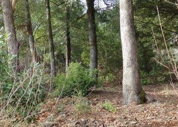 Sec 36 - Residential