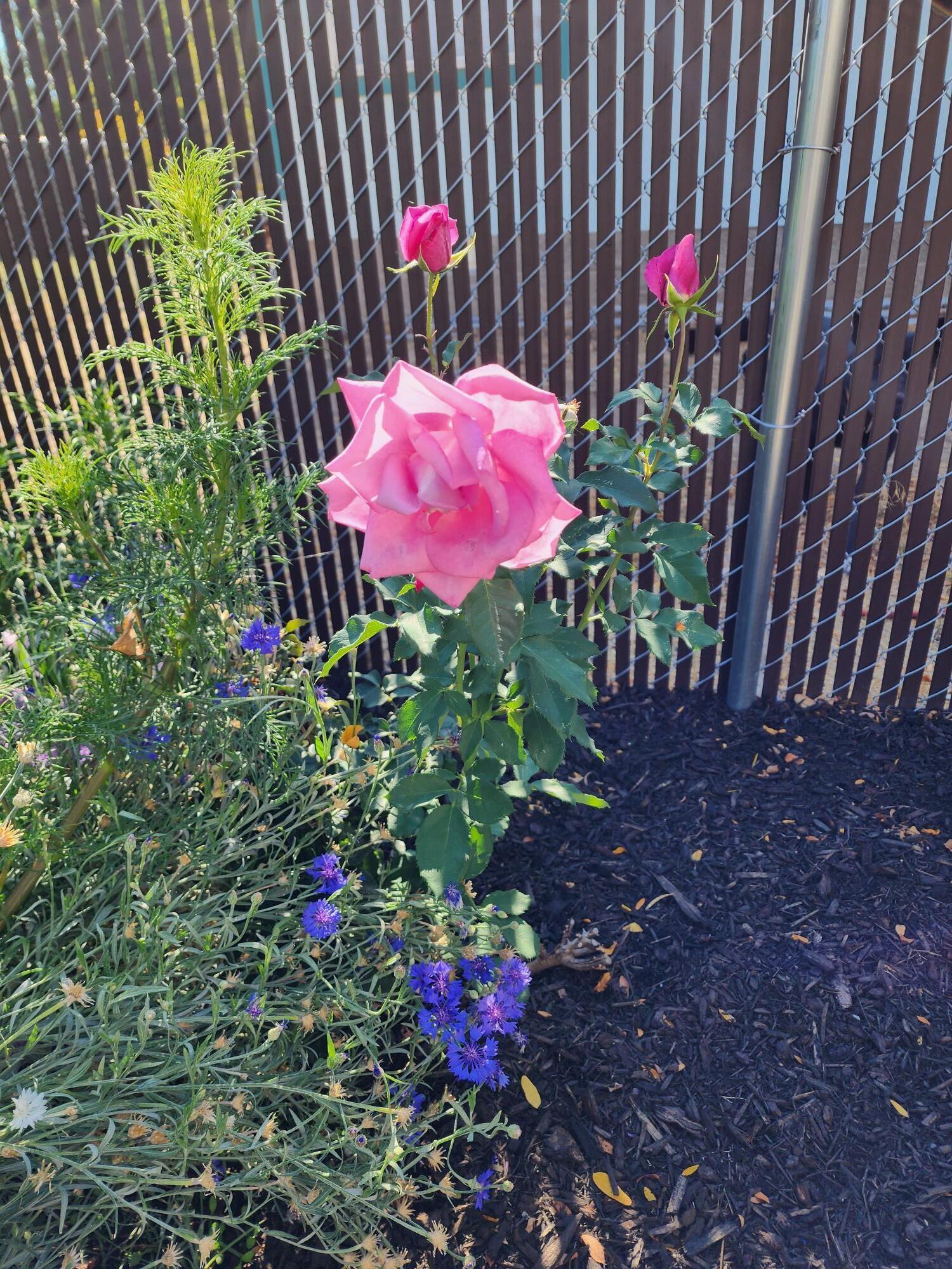 Sunshine - Residential