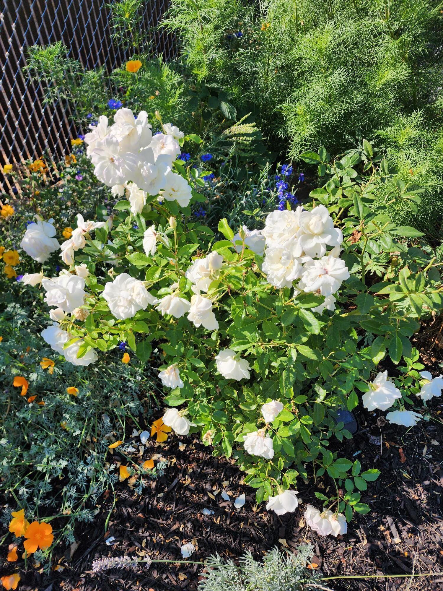 Sunshine - Residential