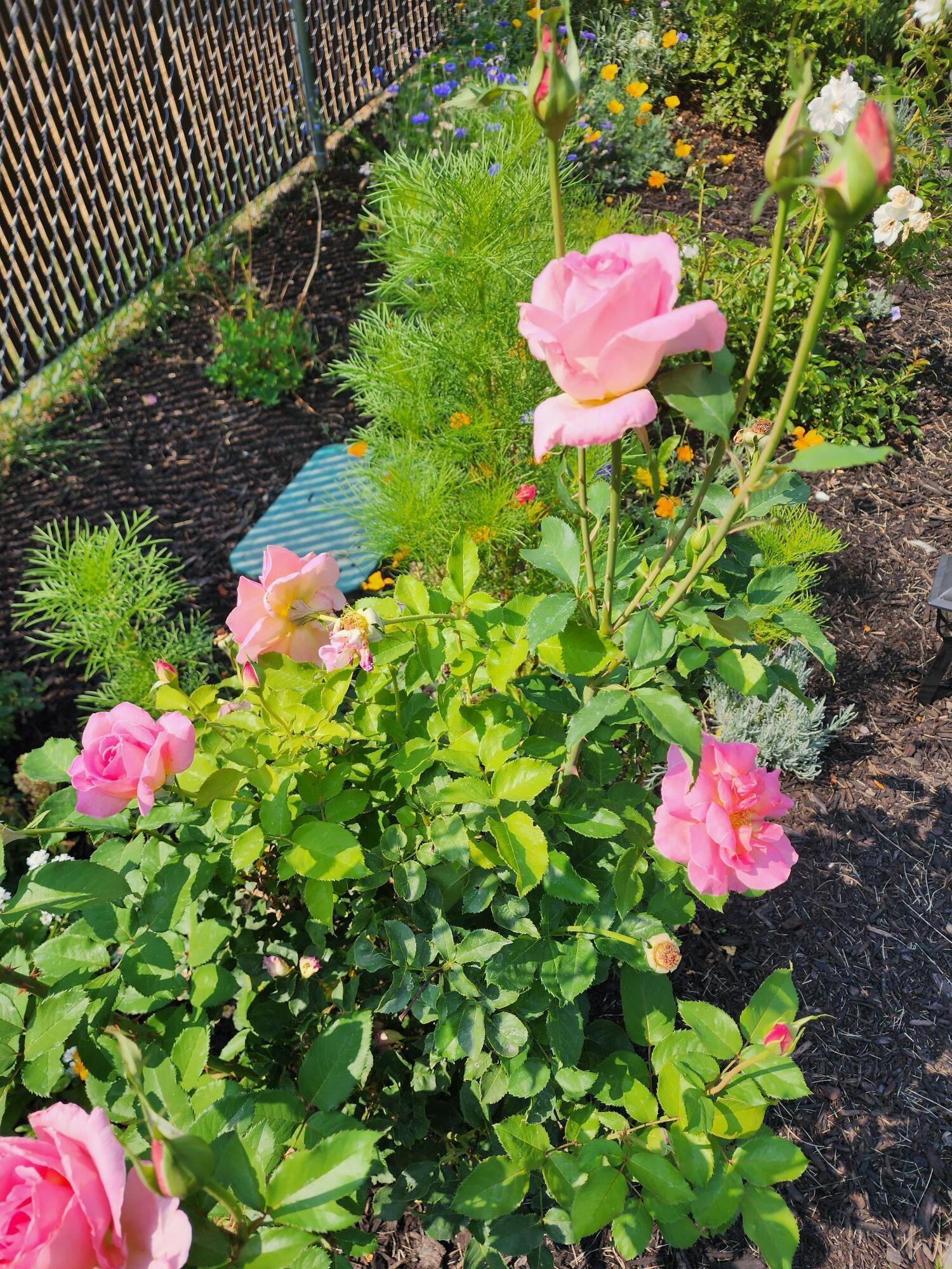 Sunshine - Residential