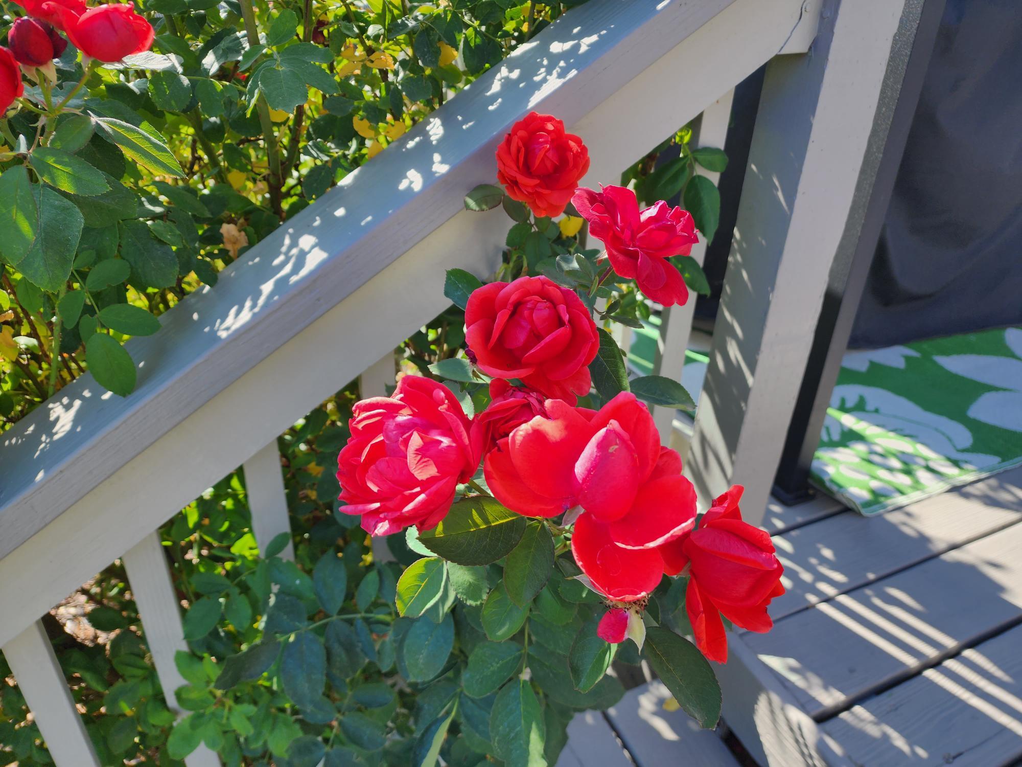 Sunshine - Residential