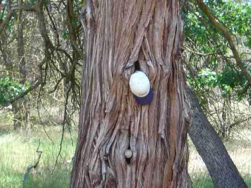 Great Lot Corners On The Premier 9th Fairway. Notice The Huge Cedar Tree To Offset Your Home & Landscaping. Good Elevated View Lot. In The Area Of Some Of The Nicest Homes In Klamath Falls & All The Amenities Of The Running Y.