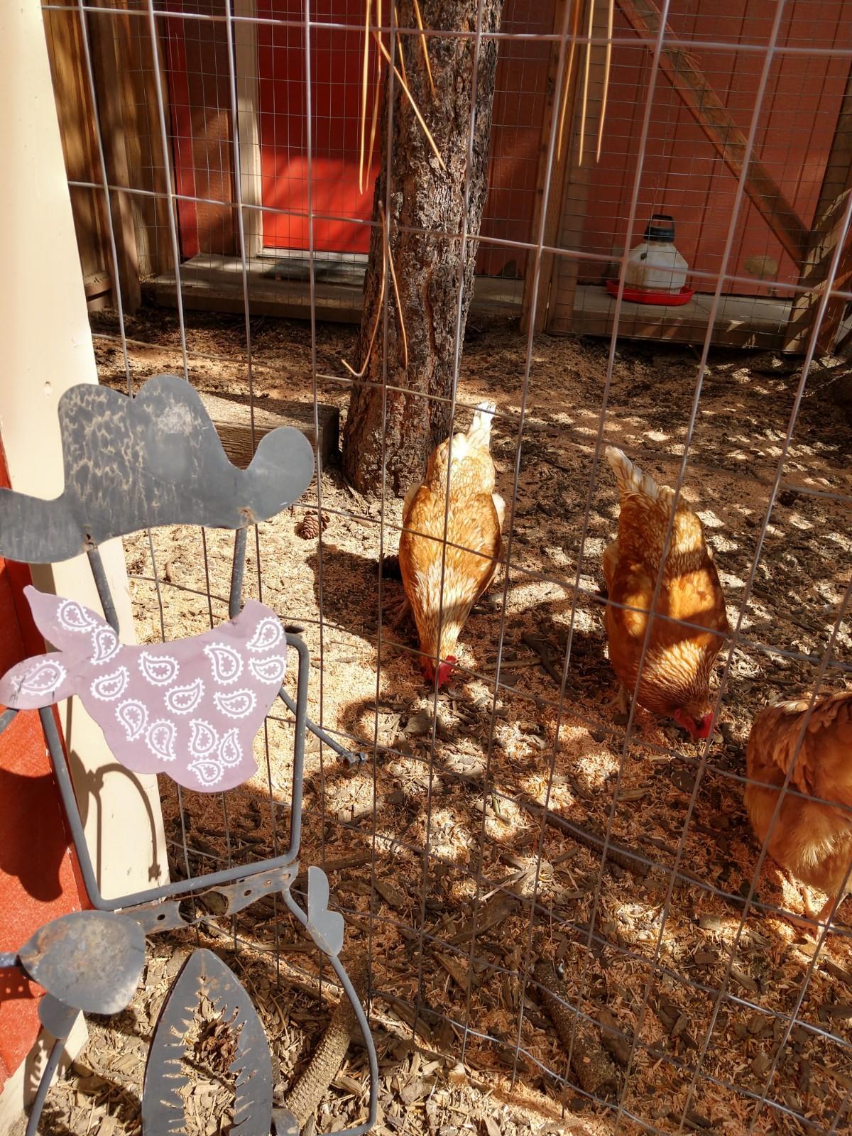 Ponderosa Pines - Residential