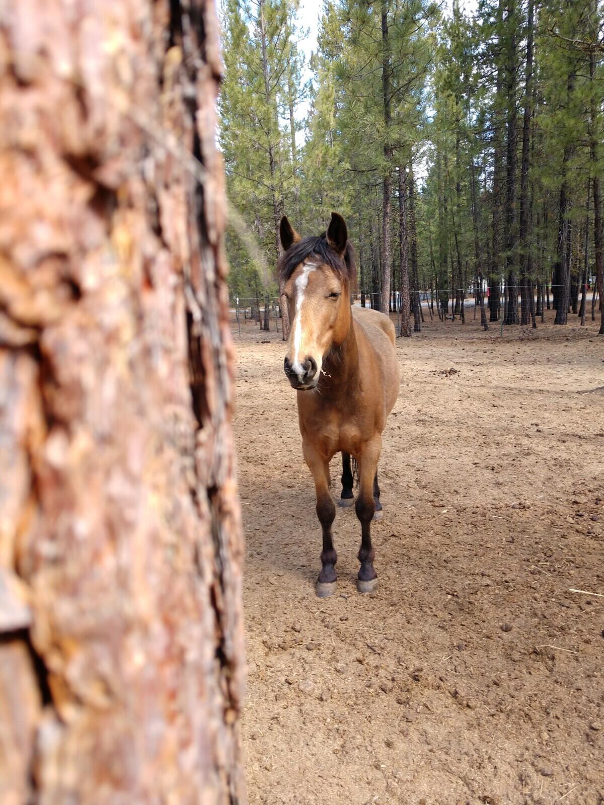 Ponderosa Pines - Residential