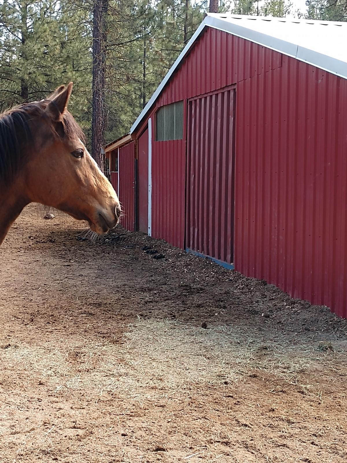 Ponderosa Pines - Residential