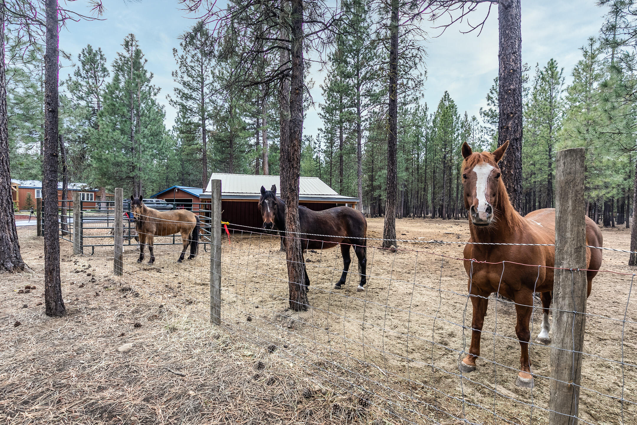 Ponderosa Pines - Residential