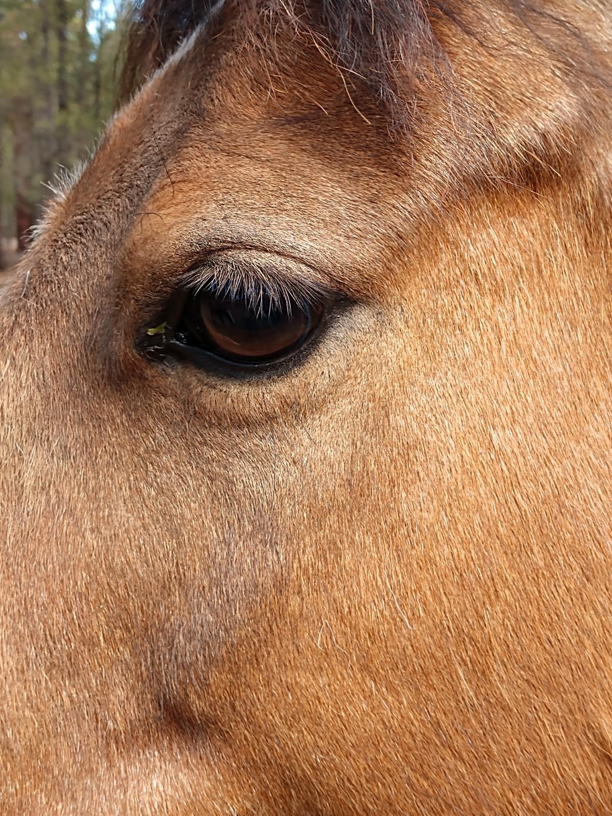 Ponderosa Pines - Residential
