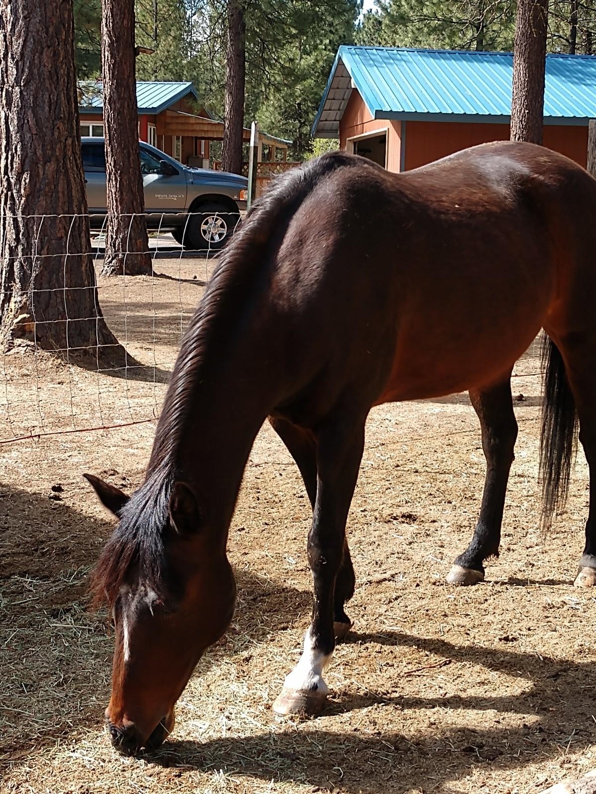 Ponderosa Pines - Residential