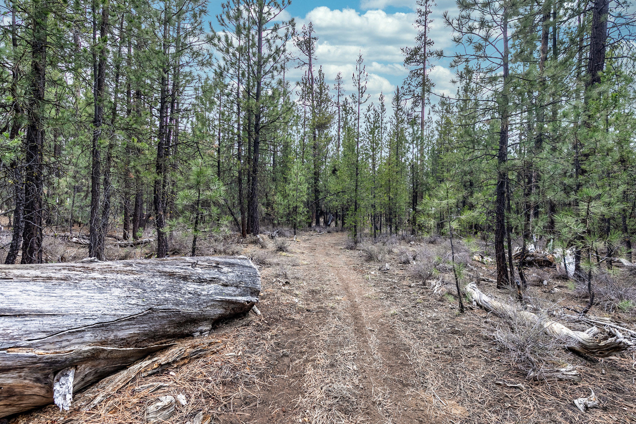 Ponderosa Pines - Residential