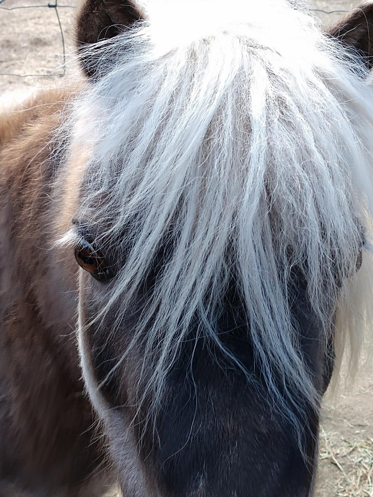 Ponderosa Pines - Residential