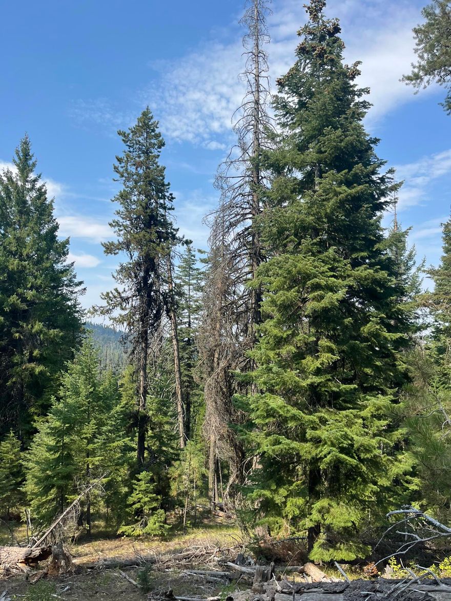 Very hard to find property!! Bear Creek South is a 160 acre timbered parcel completely surrounded by USFS. The property has a road across it and has year round live water with Bear Creek running through it. Good access off of Highway 395. Located about 10 miles north of Mount Vernon, OR. Elk and deer frequent the property. Qualifies for 2 LOP tags for elk and 2 LOP tags for deer in the Northside hunting unit. Grant County Oregon is known for its big game hunting and properties like this are why.