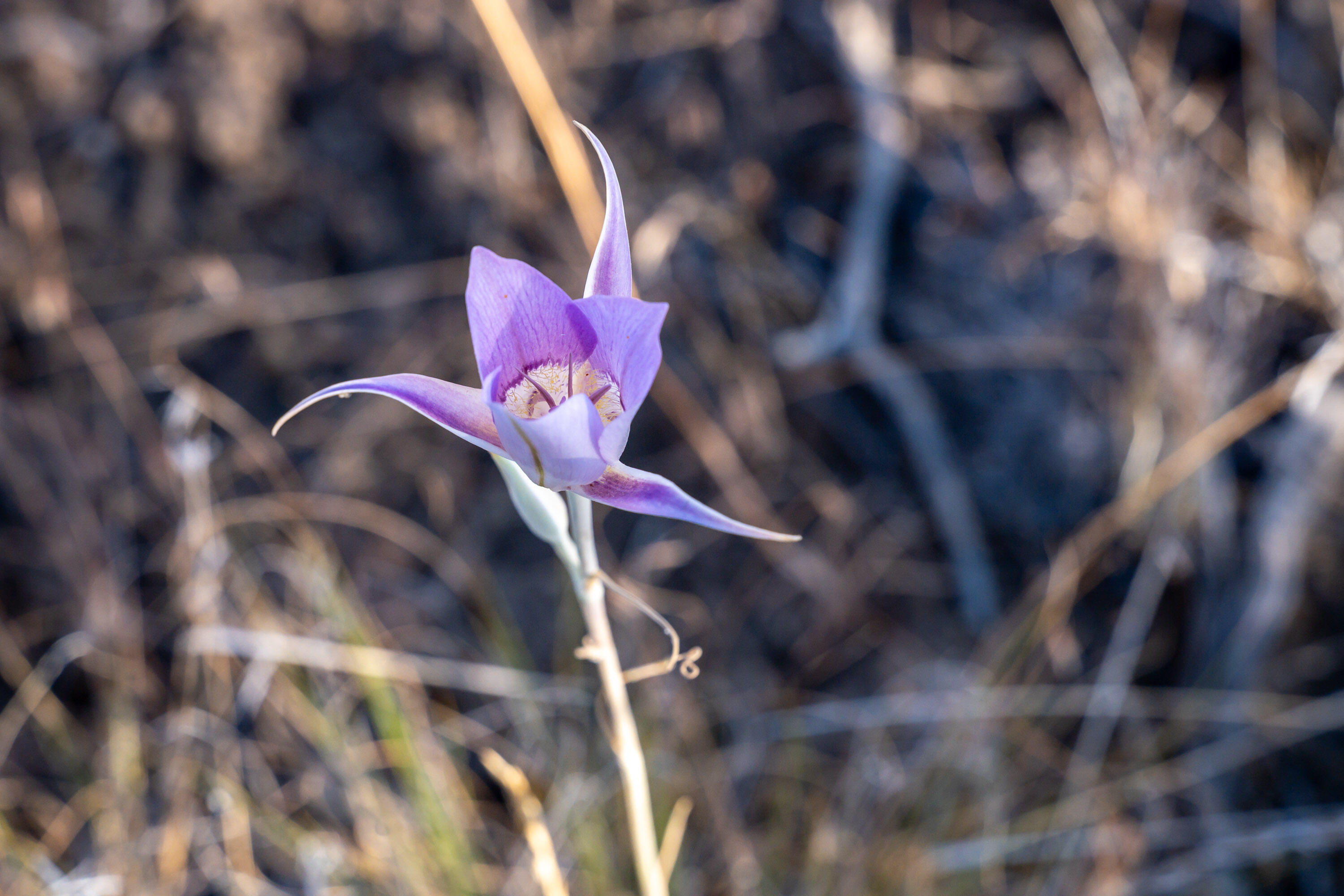 Lower Bridge Estate - Land