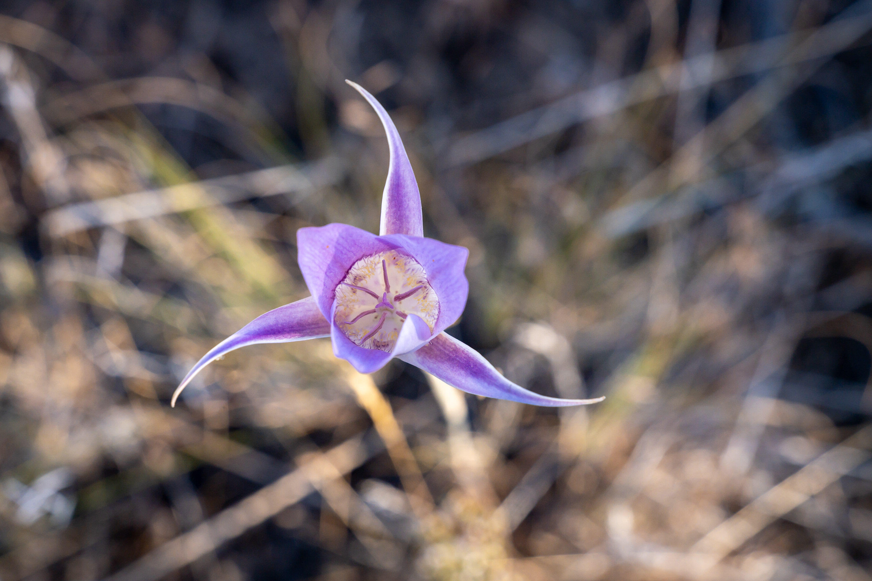 Lower Bridge Estate - Land