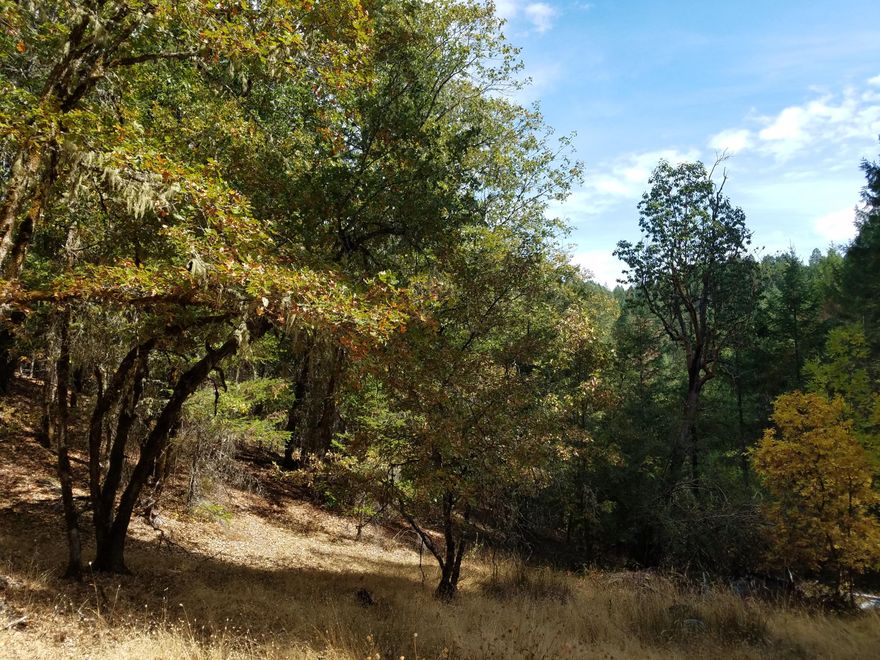 10.43 Acres of rolling to steep acreage with shed/carport near Newt Gulch Rd.  Existing Spring and cistern on property, with septic (not verified) at flat area near road, to right of car port.  Beautiful acreage.  Would be great location to build.  Road/path up hill is blocked by fallen tree but can be walked.
Some trash has been left on property & old vehicle/boat. Seller will not remove and property is being sold AS IS.  Buyer to perform own due diligence as to approved uses of property with County.