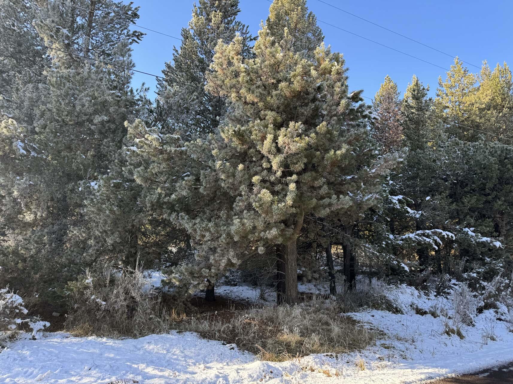 Rainbow Park On The Williamson - Land