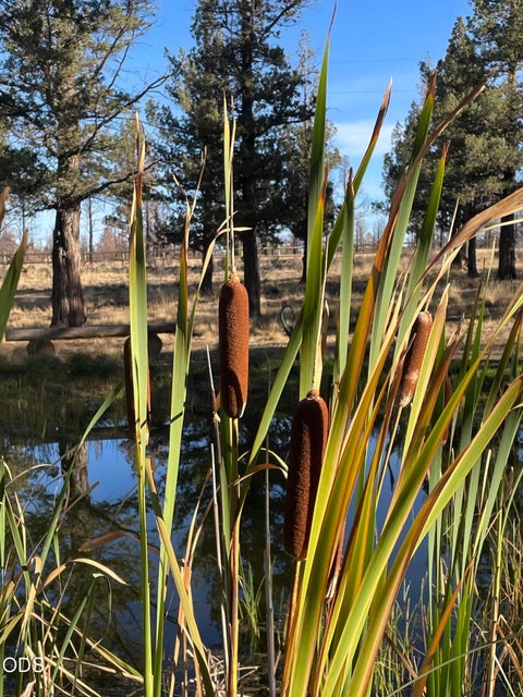Tiny photo for 18130 Wanona Road, Sisters, OR 97759 (MLS # 220229847)