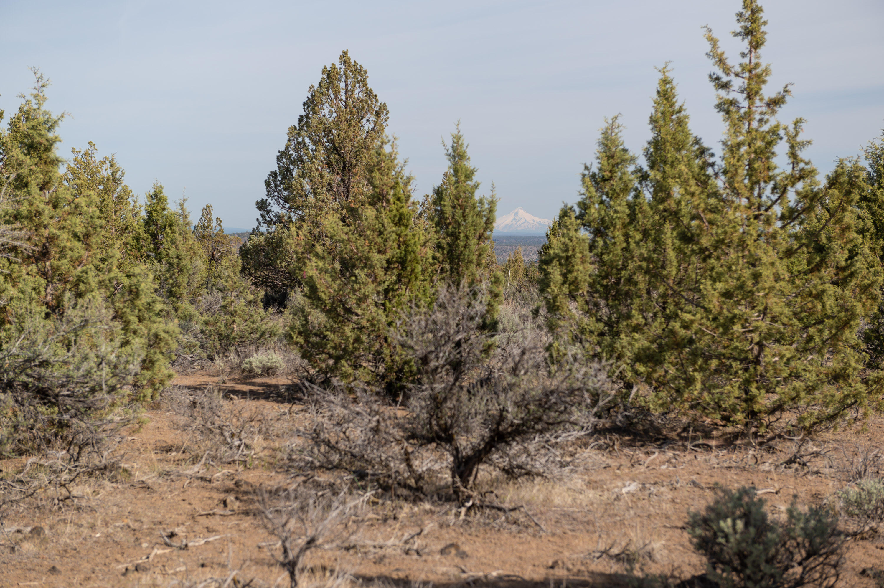 Lower Bridge Estate - Land