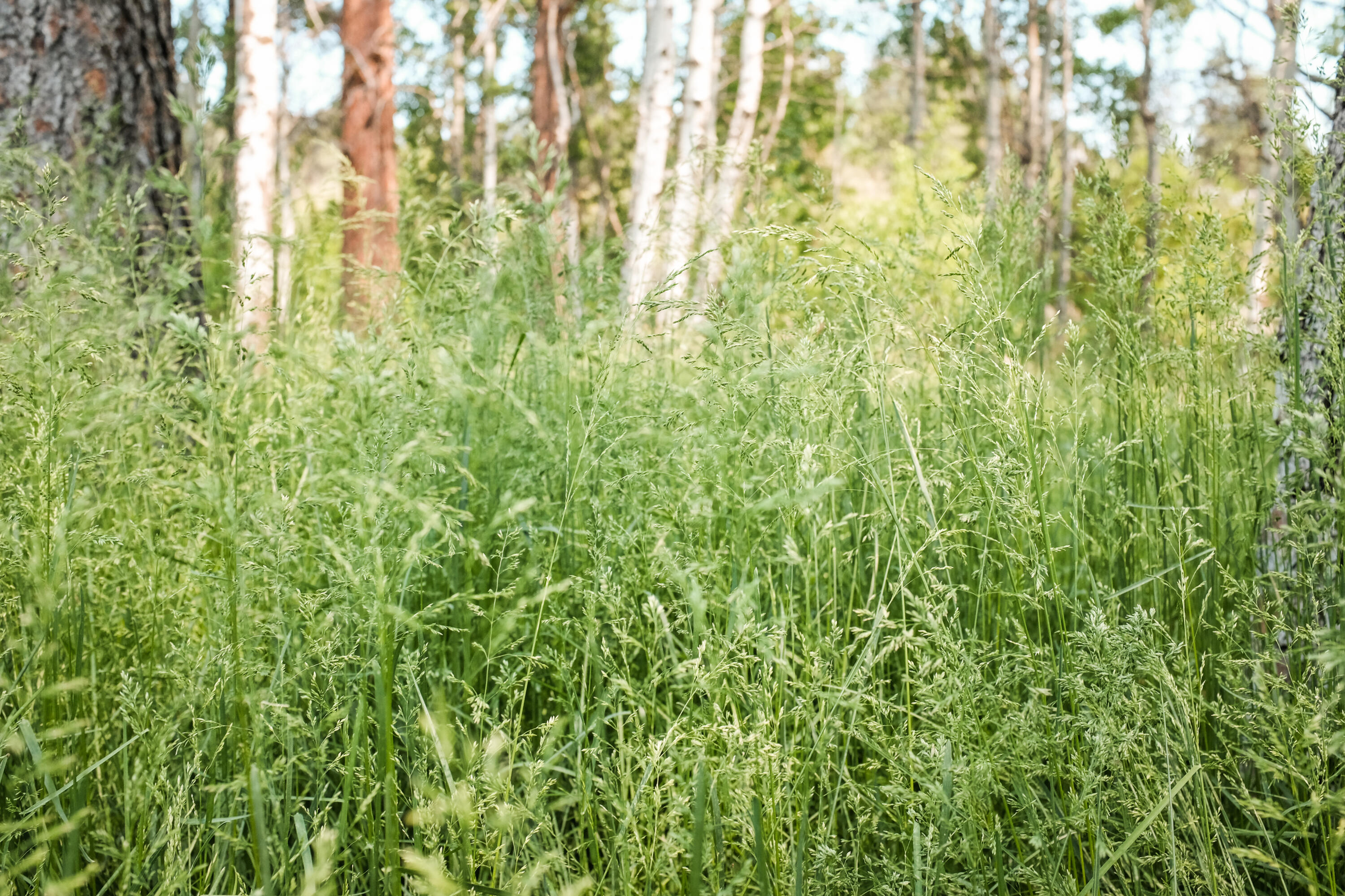 Sage Meadow - Residential