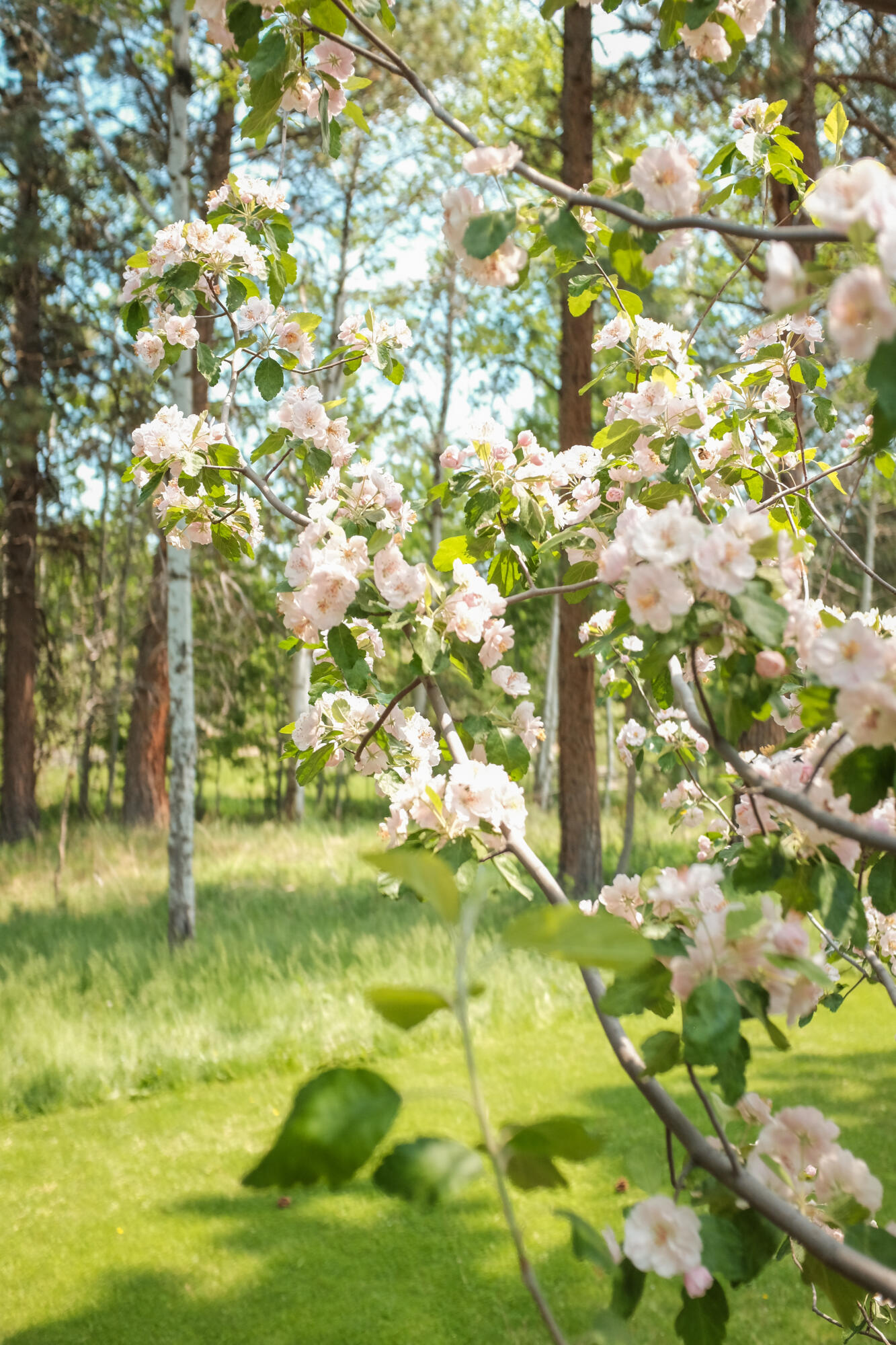 Sage Meadow - Residential