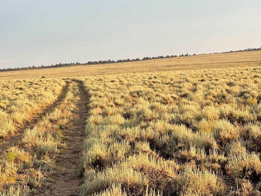 40 Lovely acres with BLM on two sides.  Several thousand BLM public land acres are on the two sides surrounding this block of parcels.
A couple of the neighbors have cabins. This is a special place. Pond on the property, see it in the topos. Big Game watering hole. Most likely it is a wet weather pond. Season Stream runs through this property. Long bumpy road in. We made it in 2wd with higher ground clearance.
No power. Off-grid location. Several great building sites. Vast panoramic views in every direction. Excellent hunt camp scenario if one desires. No Owner Carry
USE GPS and pick your route in. We found several ways in and out. Miles and miles of BLM roads. GPS is shown in the topos on the MLS photos.