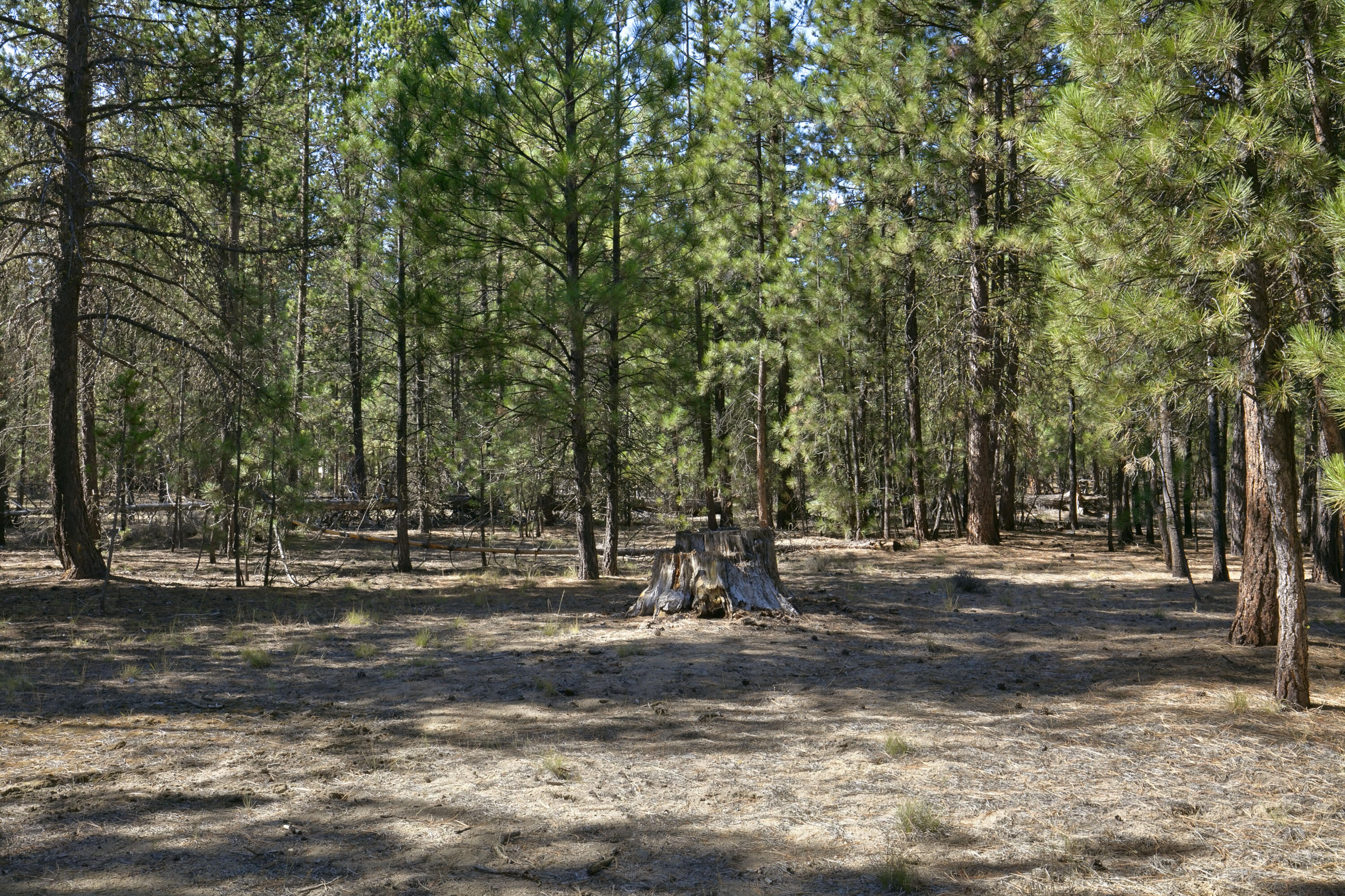 Ponderosa Pines - Land