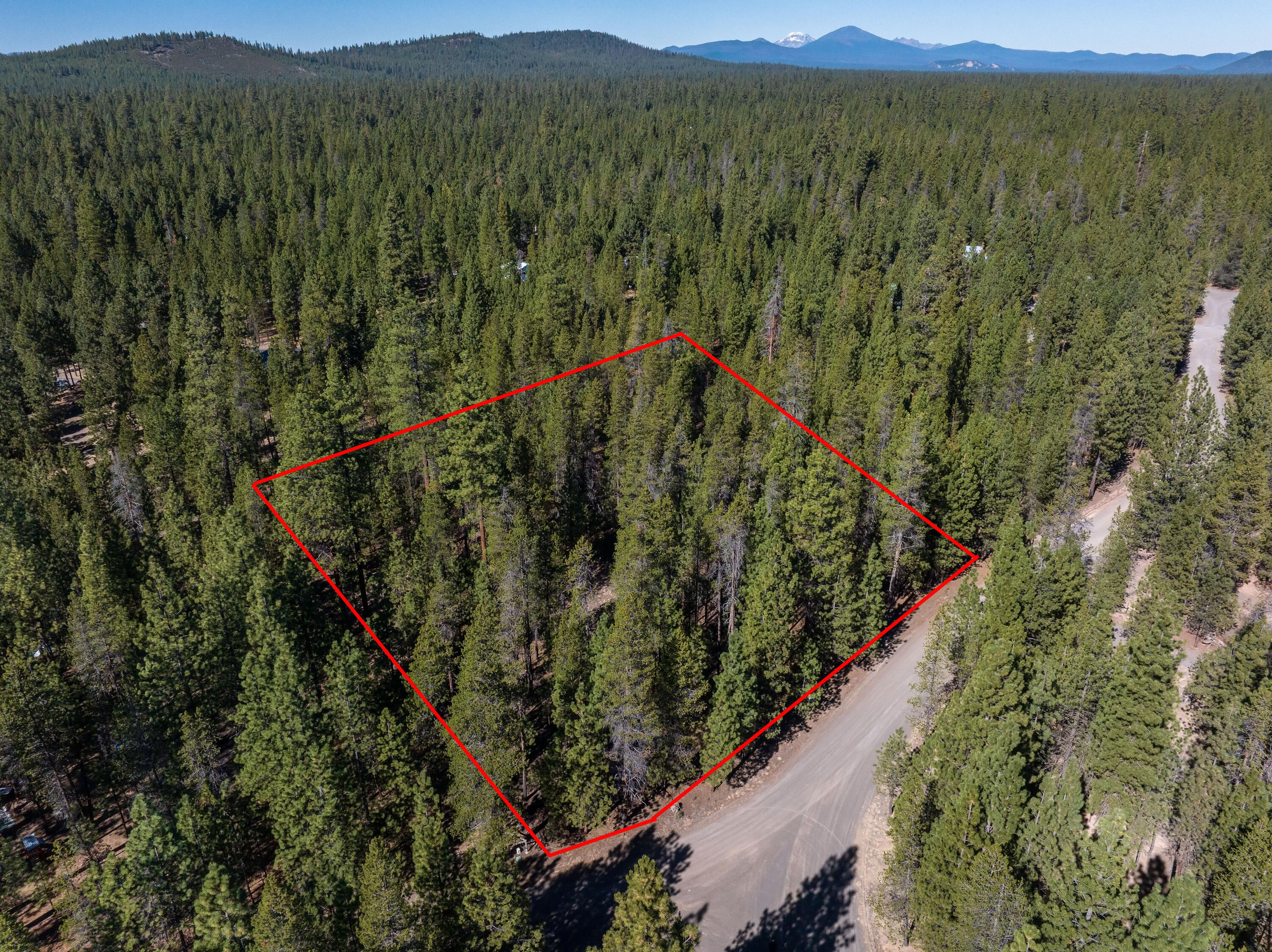 Ponderosa Pines - Land