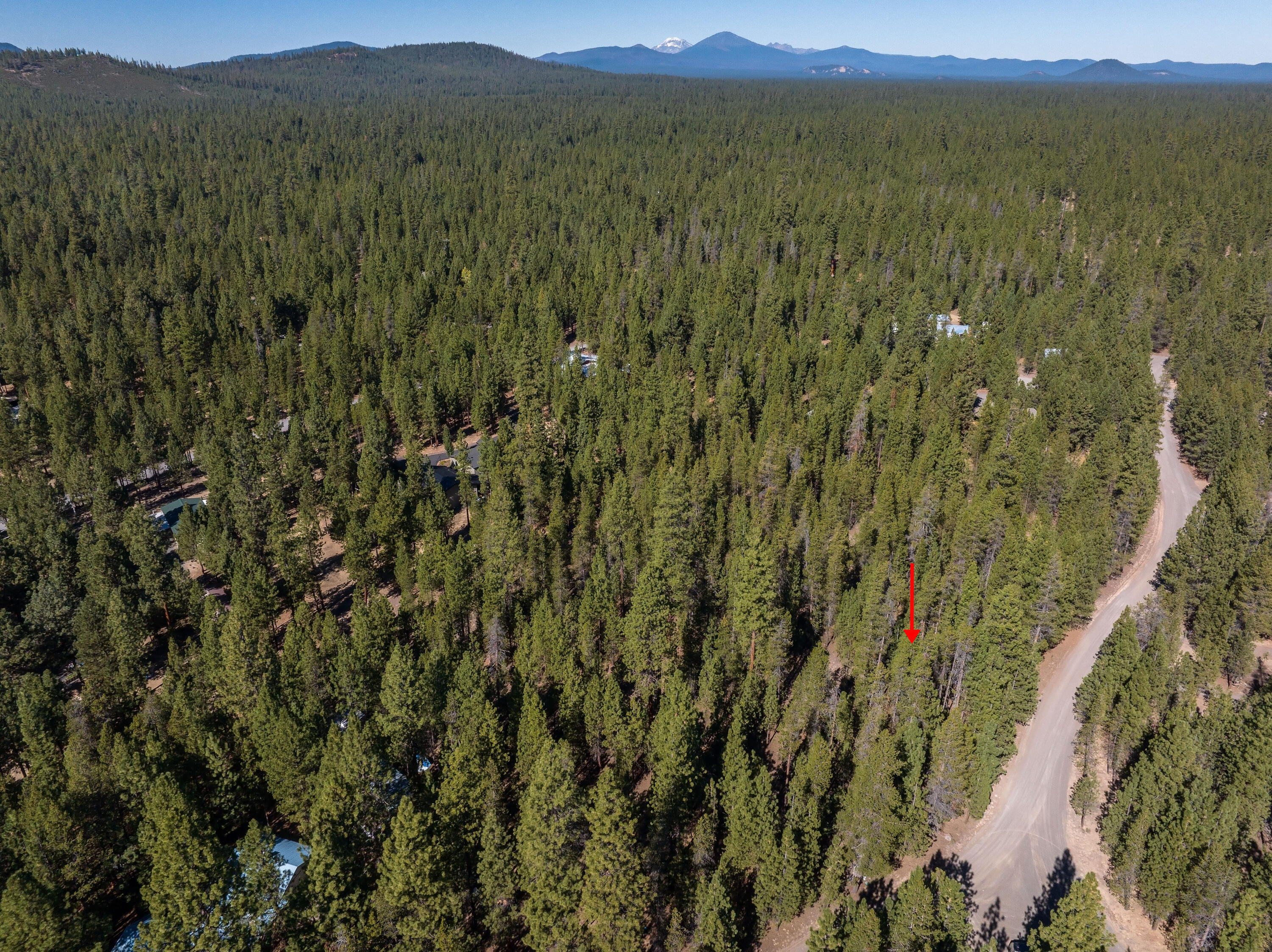 Ponderosa Pines - Land