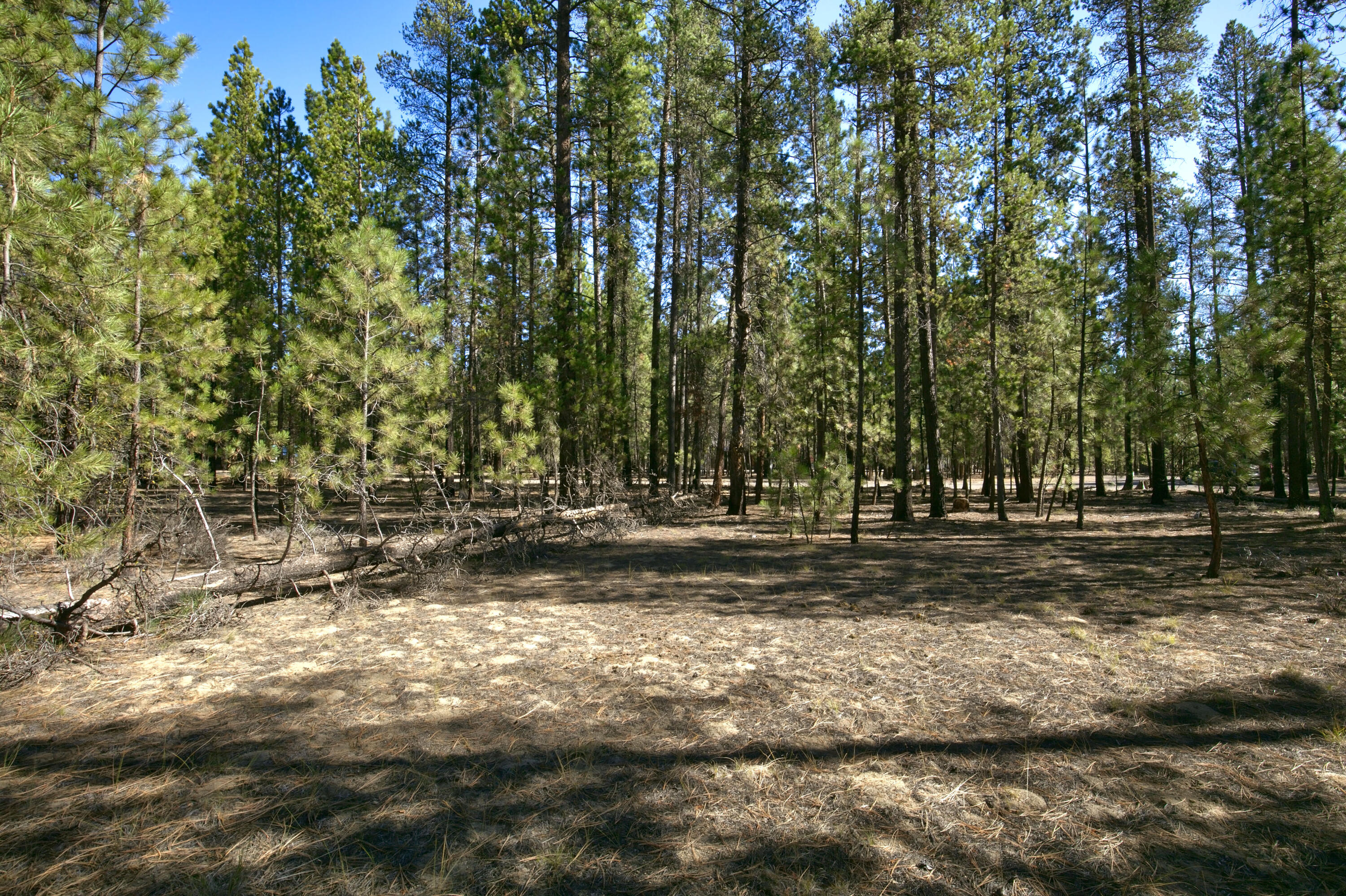 Ponderosa Pines - Land
