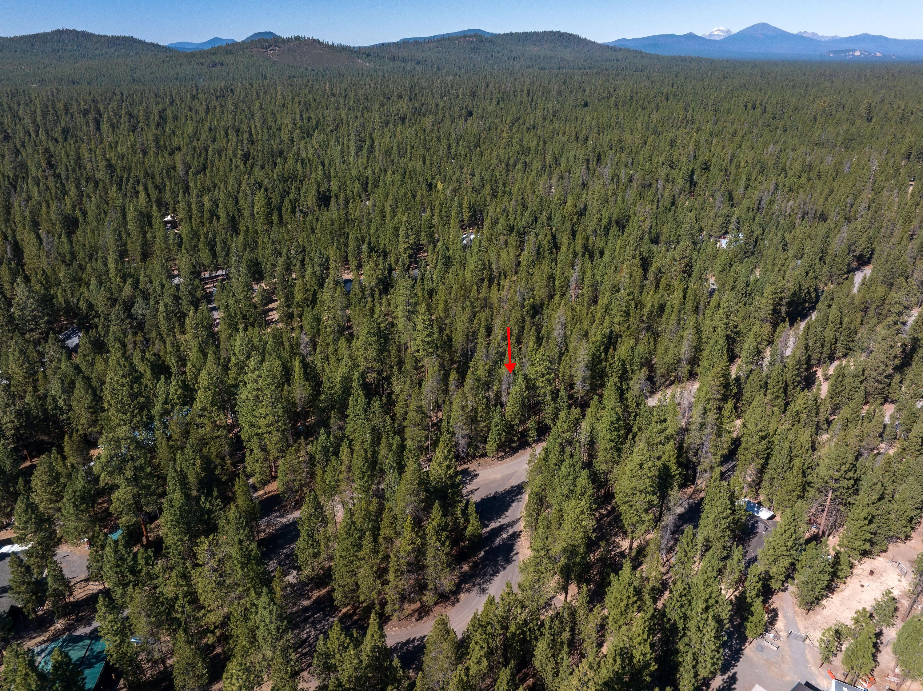 Ponderosa Pines - Land